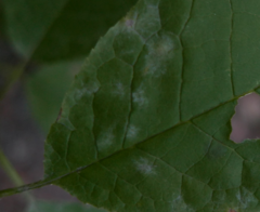 Podosphaera tridactyla