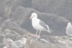 Larus schistisagus