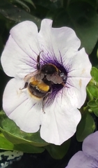 Bombus lucorum
