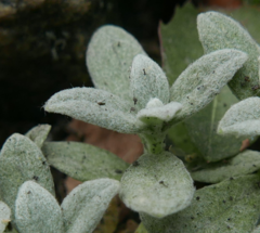 Stachys byzantina