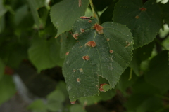 Eriophyes exilis