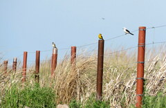 Embernagra platensis