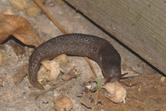 Limax maximus