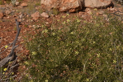 Tribulus suberosus