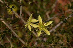 Tribulus suberosus