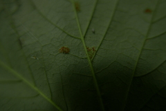 Aceria pseudoplatani