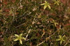 Tribulus suberosus