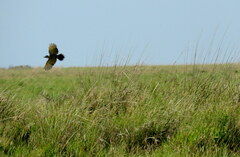 Colaptes campestris campestroides