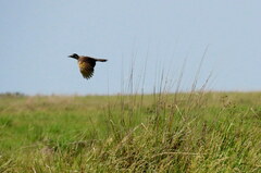 Colaptes campestris campestroides