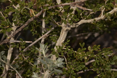 Tribulus suberosus