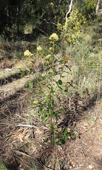 Pomaderris elliptica