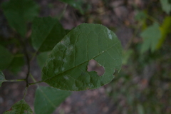 Podosphaera tridactyla