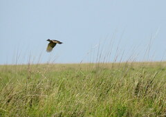 Colaptes campestris campestroides