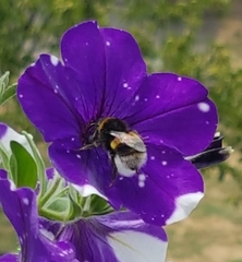 Bombus lucorum