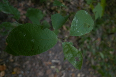 Prunus padus