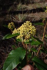 Pomaderris elliptica