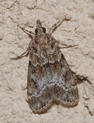 Eudonia mercurella