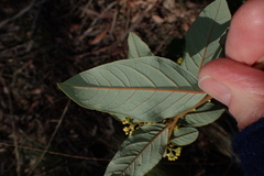 Pomaderris elliptica