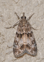 Eudonia mercurella