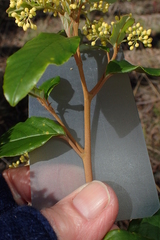 Pomaderris elliptica