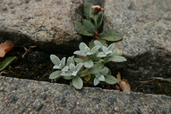 Stachys byzantina