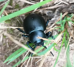 Timarcha tenebricosa