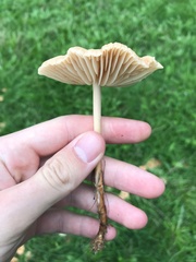 Basidiomycota