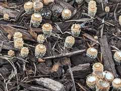 Cyathus striatus