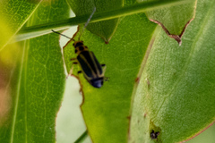Trirhabda canadensis