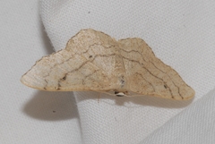 Idaea aversata
