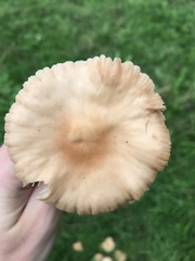 Basidiomycota