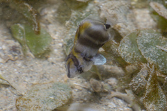 Parachaetodon ocellatus