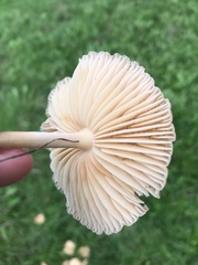 Basidiomycota