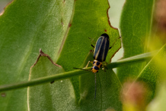 Trirhabda canadensis