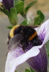 Bombus lucorum