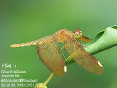 Neurothemis fulvia