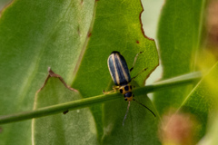 Trirhabda canadensis