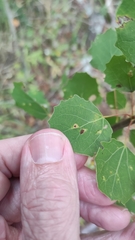 Aceria varia