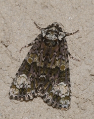 Craniophora ligustri