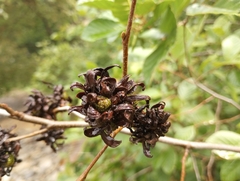 Taphrina robinsoniana