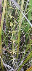 Galium uliginosum