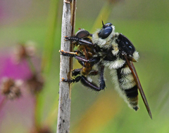 Mallophora bomboides