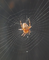 Araneus diadematus