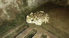 Bufotes viridis viridis