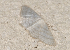 Idaea subsericeata