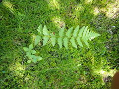 Dryopteris