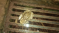 Bufotes viridis viridis