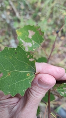 Eriophyes diversipunctatus