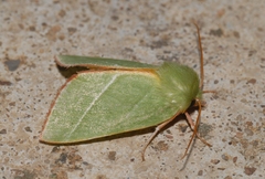 Pseudoips prasinana