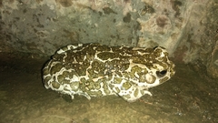 Bufotes viridis viridis